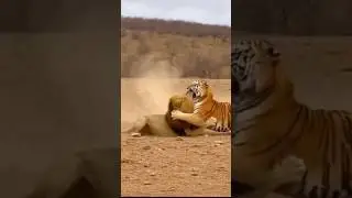 Tiger vs Lion Fight By info wild news