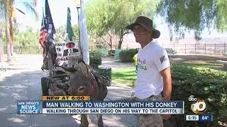 Man Walking To Washington With His Donkey