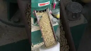 Corn Cobs Turned into Pellets 🌽 #PelletMachine #Recycling #CornProcessing #Agriculture #EcoFriendly