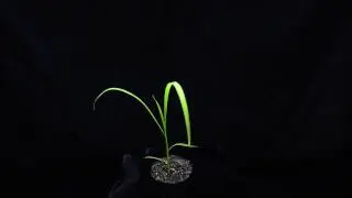 Barnyardgrass