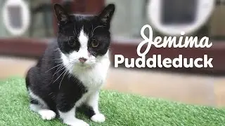 Jemima Puddleduck | Cats | The Mayhew