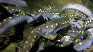 Spotted Salamanders Breeding Underwater