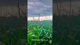 @mackimotofarmer #vegetablefarming #mackimoto #buhaybukid #farmer #farmlife #shorts
