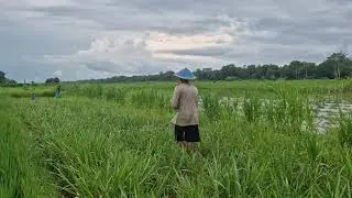 GENIUS FARMER&rsquo;S TRICK: MANUALLY FERTILIZING ELEPHANT PLANTS MADE EASY! - Agriculture Farming