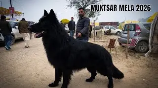Best Dog breeds in punjab | Sandhu Stud Farm Muktsar hours fair 2026