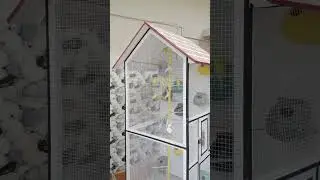 parrots cage final look #shorts #youtubeshorts #ytshorts