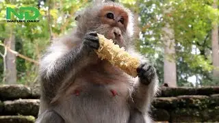 Sad Tima very isolate monkey eating alone, Poor life of old monkey Tima