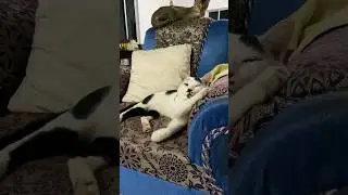 Cooking Mooli ka Paratha with my cats | Cooking with Pets |  #shorts #food #cat