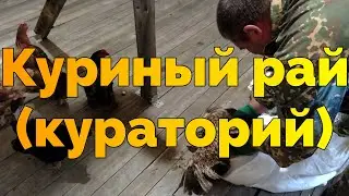 Vlogi кураторий/Poultry house