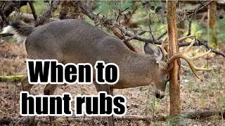 How hunters should use rub lines