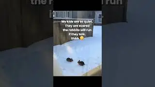 Newcomer mom in Canada discovering that rabbits are in backyards 🐇❄️ #canadalife #momlife
