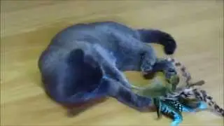 Mollycat
