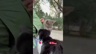 Two Funny Cats Competing for the Best Seat on My Legs #cutecat #cute #kitten #catlovers #cutecats