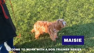 Maisie Cavapoo Puppy | Come To Work With A Dog Trainer 