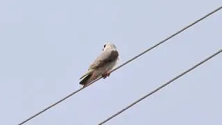 Black winged kite 🦅 #birds #animals #wildlife #wildlifephotography #photography #viralvideo #viral 