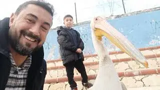 Mersin Silifke Taşucu 'nda iskelede insanlar arasında gezen PELİKAN