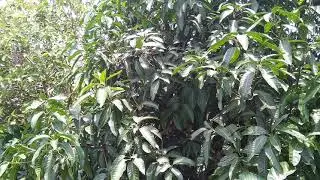 Greeneries