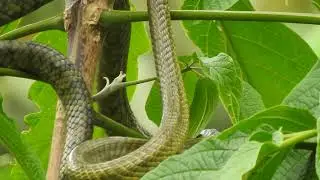 Fauna Wildlife: Colubridae Snake 🐍