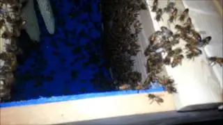 Honeybee Cut-out - Melbourne, FL  - 8-3-13