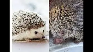 Diferen&ccedil;a Ouri&ccedil;o Pigmeu Africano (Atelerix albiventris) e cuandu (Coendou prehensilis)