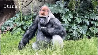 How a Silverback gorilla gain strength
