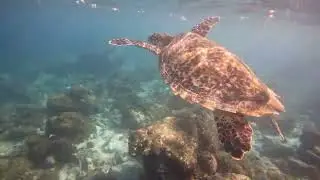 Ukulhas House reef, Turtle