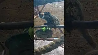 A Monkey with a mustache 😁 #cuteanimal #cool #monkey #zoo #newyork #short #shorts #animals