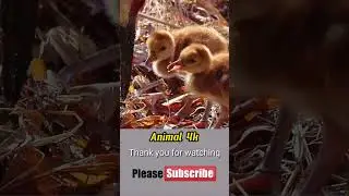 Early Life Lessons for Survival in the Wild l 4k Animals  #wildlife  #birdsofprey  #birds  #animal
