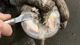 From Muck to Magic! 🐄 Oddly Satisfying Cow Hoof ASMR 🤯