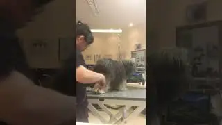 tibet Terrier #grooming ￼