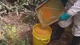 Producción de polen