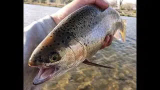 The Trout Vacuum is vacuuming again in a short time San Juan River Bait Section