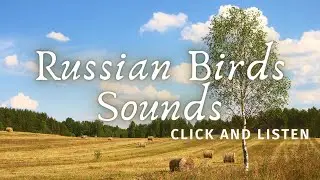 Relaxing Russian birds songs with livestock sounds for meditation, study, work and stress relief