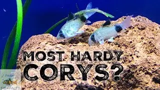 THE MOST HARDY CORYDORAS
