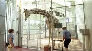 Giraffe receives stem-cell therapy from CSU veterinarians for chronic arthritis