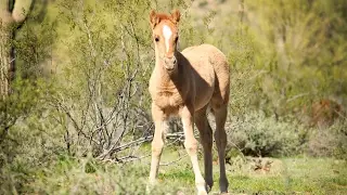 Wild Horses with a Foal at the Lower Salt River AZ February 2017