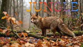 8K Animal World Documentary | Ultra HD Wildlife with Vivid Visuals and Realistic Nature Sounds