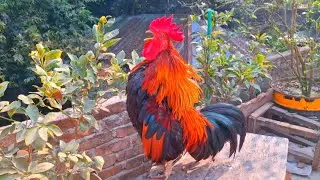 rooster crowing sound effect