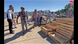 Coreografia das canastras de sardinha a voar voltou ao cais de Portimão