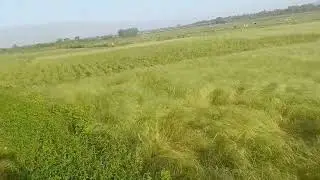 ራያ    ዊጃ