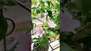 Window Garden|বাড়ির জানালাতে বাগান|#shorts #ytshorts#viral#viralvideo #trending#garden#subscribe