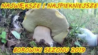 Grzyby 2019 .10.10 TOP  Największe Najpiękniejsze wielkie borowiki ogromne prawdziwki. top mushrooms