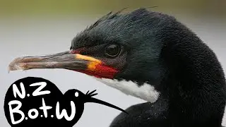 Campbell Island shag - New Zealand Bird of the Week