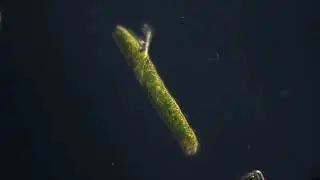 E.  ehrenbergii