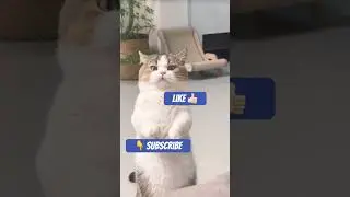 Kung Fu Kitty: The Furry Fighter Strikes a Pose!