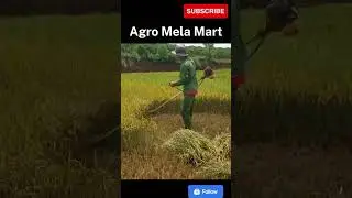 Brush cutter Paddy field