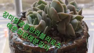장미얼굴을한러블리로즈예쁜화분에분갈이change pots succulent