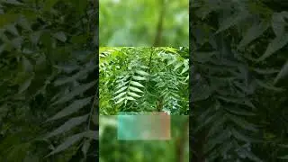 🌿top 5 medicinal plant🌿 #plants  #viral #xbox #biology #education