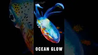 Mesmerizing Bioluminescent Squid | Relaxing Deep Sea