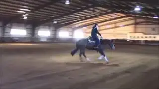 Xtra Sayo Shine- 2015 sorrel mare